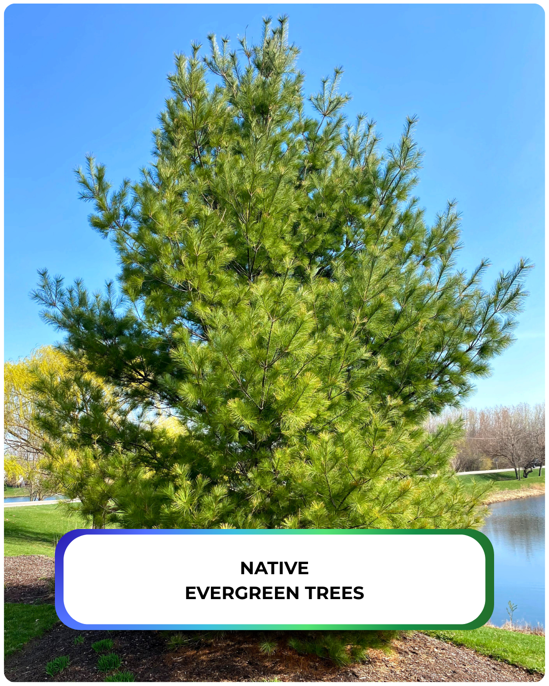 An Eastern White Pine planted near a pond in a residential area.